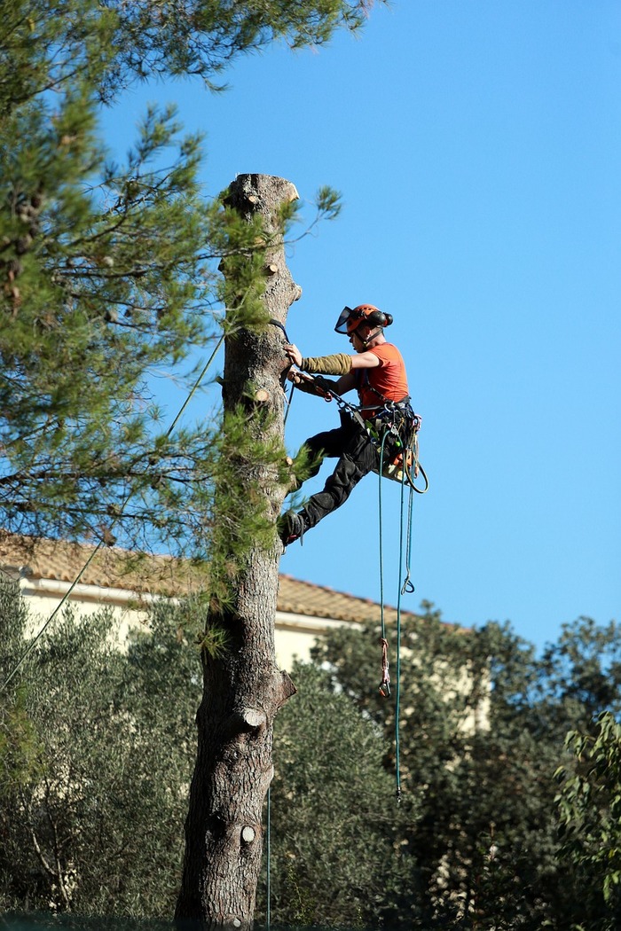  New Album of Pro Tree Service of Savannah 100 Bull St - Photo 1 of 6