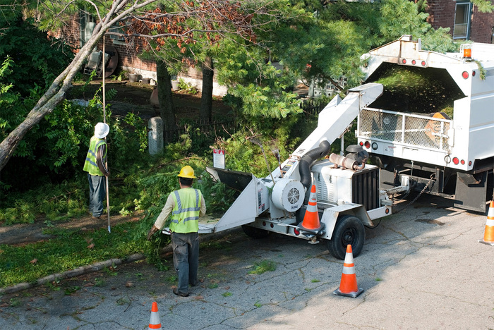  New Album of Pro Tree Service of Savannah 100 Bull St - Photo 2 of 6