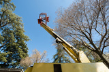 Pro Tree Service of Savannah, Savannah
