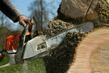 Tree Services Pro of Buena Park 5161 Beach Blvd Ste G 