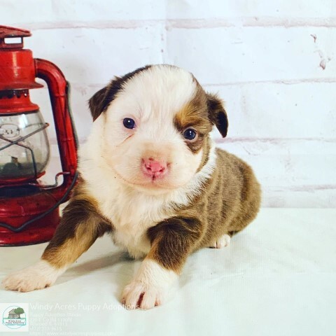  Profile Photos of Windy Acres Puppy Adoptions 1402 E 100 N Rd - Photo 4 of 4