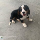 Windy Acres Puppy Adoptions, Atwood