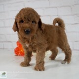Windy Acres Puppy Adoptions, Atwood