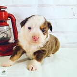 Windy Acres Puppy Adoptions, Atwood