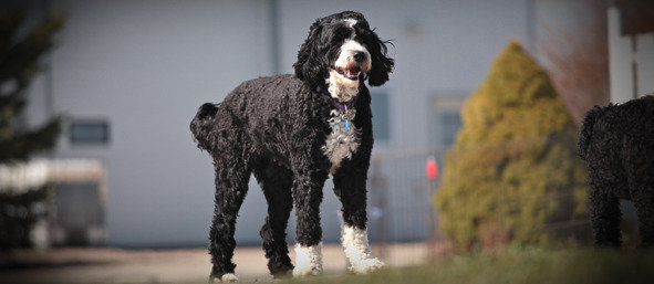  Profile Photos of Willow Creek Water Dogs 5819 Wellington Road 7 - Photo 1 of 3