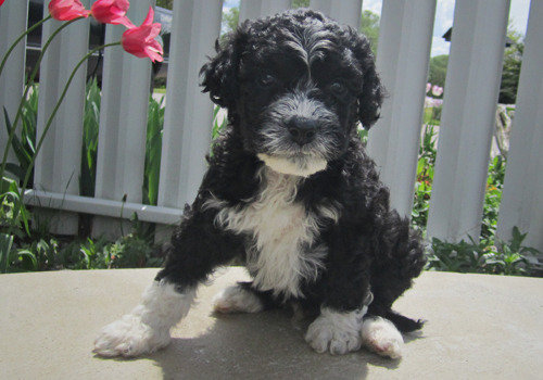  Profile Photos of Willow Creek Water Dogs 5819 Wellington Road 7 - Photo 2 of 3