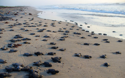  Profile Photos of Sea Turtle, Inc. 6617 Padre Blvd (P.O. Box 3987) - Photo 2 of 2