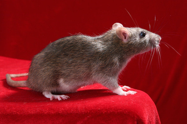 Rodent control Pests of All Clear Pest Control & Termite Management 6C, 905 Manly Rd - Photo 3 of 4