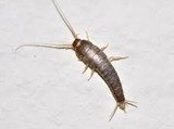Silverfish Control, All Clear Pest Control & Termite Management, Tingalpa