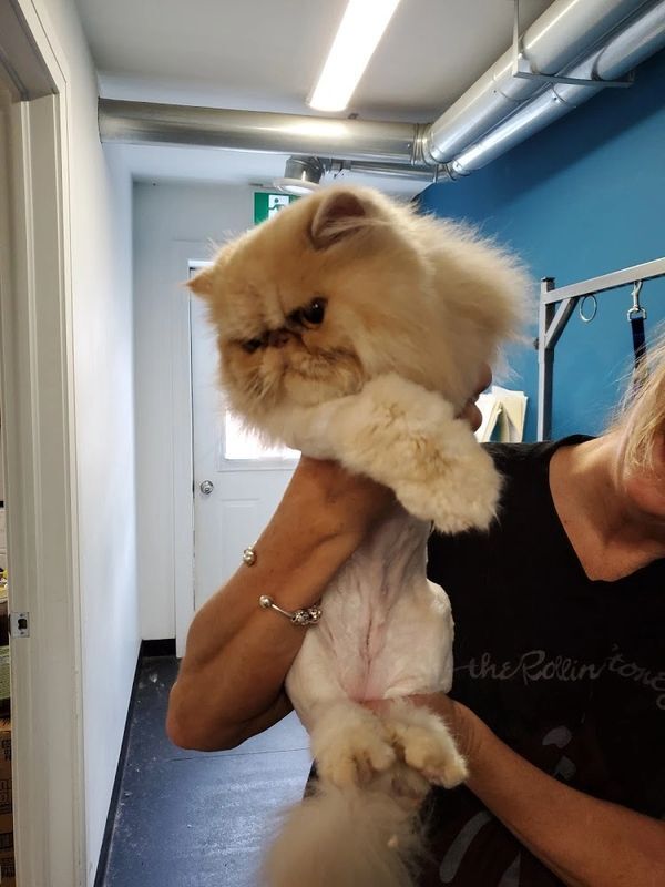  Bestie's Pet Spa & Cuisine of Besties Pet Spa & Cuisine 10 Ridley Street - Photo 4 of 5