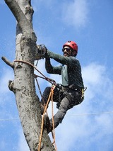 Aurora Tree Service, Aurora