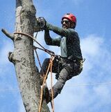 Little Rock Tree Service, Little Rock