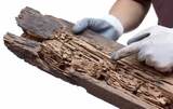 Pro Pest Control Gold Coast, Arundel, Qld 4214