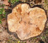 Raleigh Stump Grinding, Raleigh