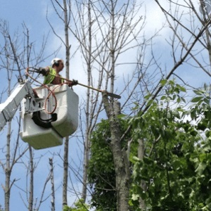  Profile Photos of Las Cruces Tree Service 11930 Robledo Vista Rd - Photo 1 of 4