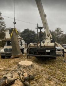  Profile Photos of Las Cruces Tree Service 11930 Robledo Vista Rd - Photo 2 of 4