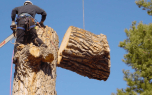  Profile Photos of Las Cruces Tree Service 11930 Robledo Vista Rd - Photo 4 of 4