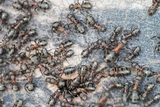 Cleargate Pest Defense, Winnetka