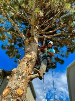  New Album of Utah Tree Works 536 AUTUMN SKY DRIVE - Photo 1 of 3