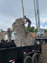  Utah Tree Works 536 AUTUMN SKY DRIVE 