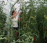 Rocket and Rhubarb Ltd, Chelmsford