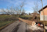  San Angelo Stump Removal 405 N Park St 
