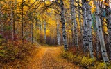 Randolph NJ Tree Service, Randolph