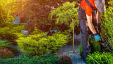 Randolph NJ Tree Service, Randolph