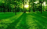Randolph NJ Tree Service, Randolph