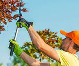 Randolph NJ Tree Service, Randolph