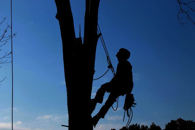 Profile Photos of Roseville Tree Service 329 Bettencourt Dr - Photo 1 of 3
