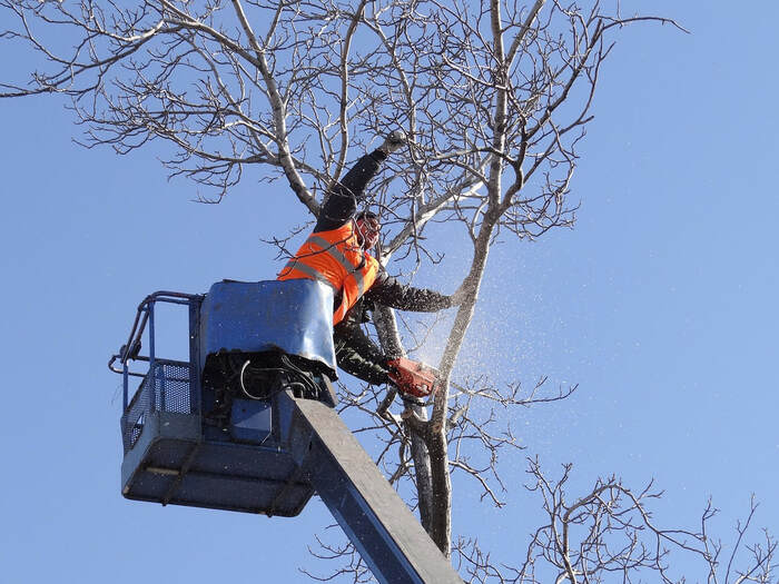  Profile Photos of Roseville Tree Service 329 Bettencourt Dr - Photo 3 of 3