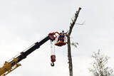 Roseville Tree Service, Roseville
