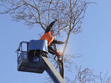 Roseville Tree Service, Roseville