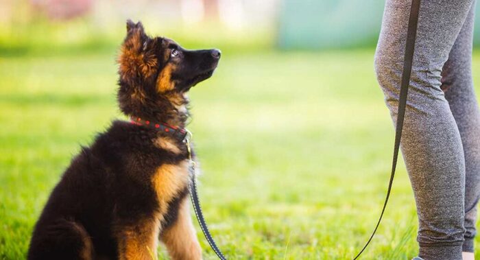  Profile Photos of Executive K-9 Protection Group, LLC 6464 General Green Way - Photo 4 of 5
