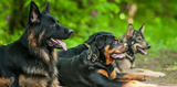  Executive K-9 Protection Group, LLC 6464 General Green Way 