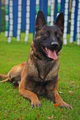  Executive K-9 Protection Group, LLC 6464 General Green Way 