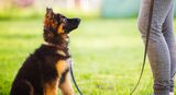  Executive K-9 Protection Group, LLC 6464 General Green Way 