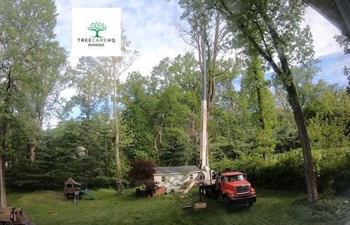  New Album of TreeCareHQ Roanoke 4727 Valley View Blvd NW #1006 - Photo 4 of 4