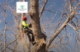 TreeCareHQ Roanoke, Roanoke