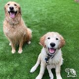 Turf for Pets, Tough Turtle Turf - Orange County Artificial Grass, Landscaping, Riverside
