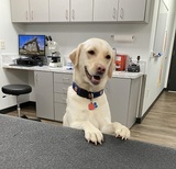 Auburn Oaks Animal Clinic, Auburn