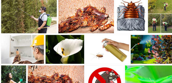  Profile Photos of Pest Control Harrison Harrison,NSW,2914,Australia - Photo 1 of 1