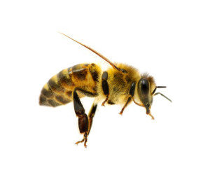  Profile Photos of Best Pest Control of Culver City 6040 Washington Boulevard - Photo 3 of 12