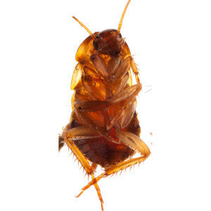  Profile Photos of Best Pest Control of Culver City 6040 Washington Boulevard - Photo 4 of 12