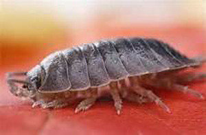  Profile Photos of Best Pest Control of Culver City 6040 Washington Boulevard - Photo 6 of 12