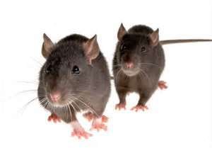  Profile Photos of Best Pest Control of Culver City 6040 Washington Boulevard - Photo 10 of 12