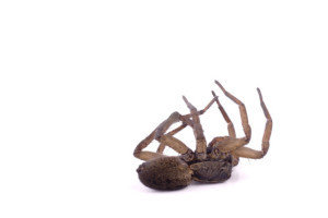 Profile Photos of Best Pest Control of Culver City 6040 Washington Boulevard - Photo 11 of 12
