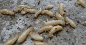  Profile Photos of Best Pest Control of Culver City 6040 Washington Boulevard - Photo 12 of 12