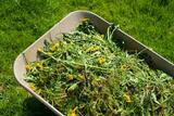  Wylie Lawn & Landscape 401 Fleming St. #1707 